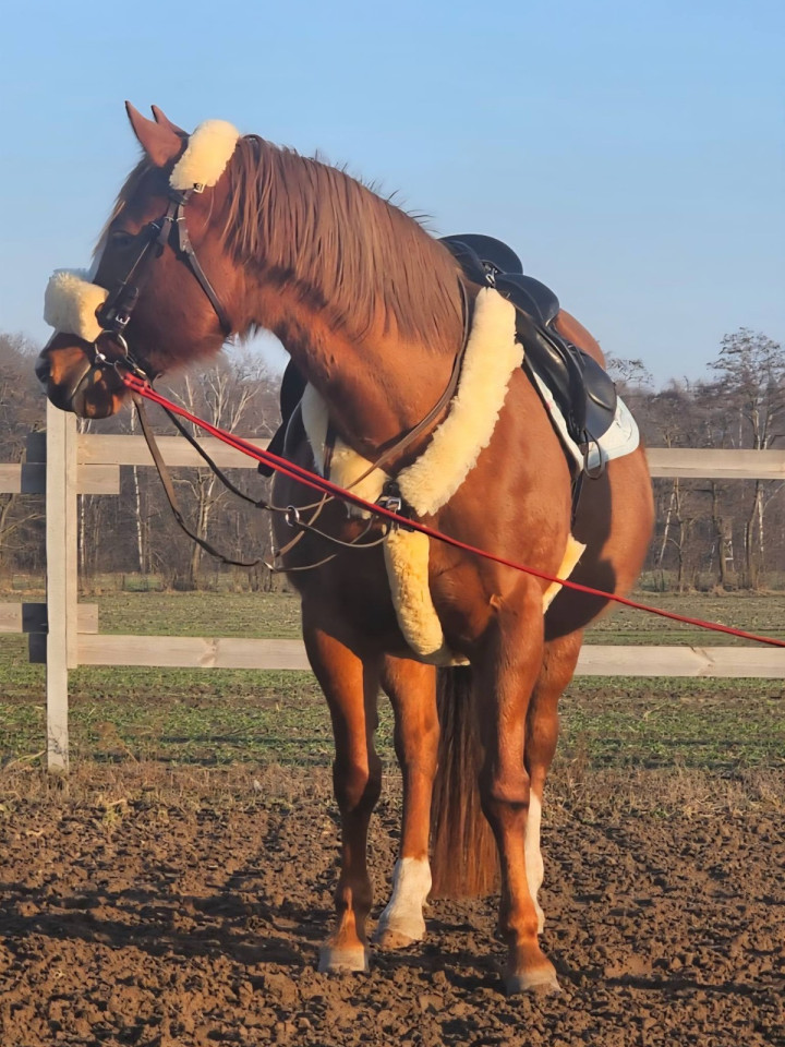 FUTERKO NA OGŁOWIE 1 SZT.